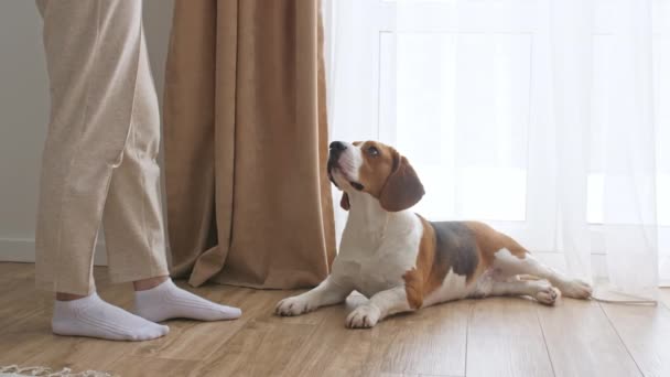 Kutya Beagle ül otthon a padlón, közel az ablakhoz, és hajtja végre parancsokat, női tulajdonos kezeli a kutyát, hogy egy kutya élvezet. Férfi legjobb barát.. — Stock videók