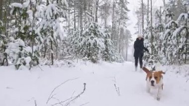 Mutlu av köpeği, karlı kış ormanlarında yürürken kadın sahibiyle koşuyor. Açık hava yürüyüşü. İnsan ve köpek arasındaki güçlü dostluk. Yavaş çekim