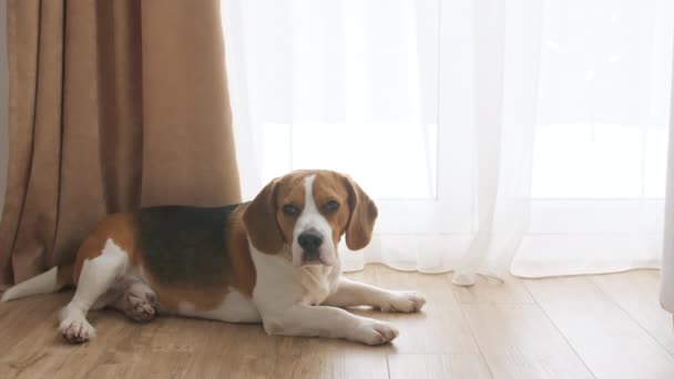 Dog Beagle si trova a casa sul pavimento vicino alla finestra e guardando. La migliore amica di Mans. Il cucciolo sta riposando. Rallentatore — Video Stock