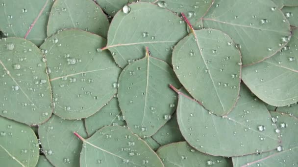 Beweging van de textuur gemaakt van groene eucalyptus bladeren met regendruppel, dauw, rotatie. Natuurlijke medische plant. Biologische cosmetica, alternatieve geneeskunde. Bovenaanzicht. 4K UHD-video — Stockvideo