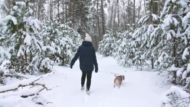 Ung flicka med sin beagle hund är promenader genom en snöig vinterskog. Friluftsliv. Mans bästa vän. Långsamma rörelser — Stockvideo