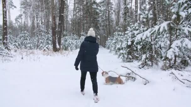 ビーグル犬を連れた少女は雪深い冬の森を歩いている。屋外歩行。マンの親友。スローモーション — ストック動画