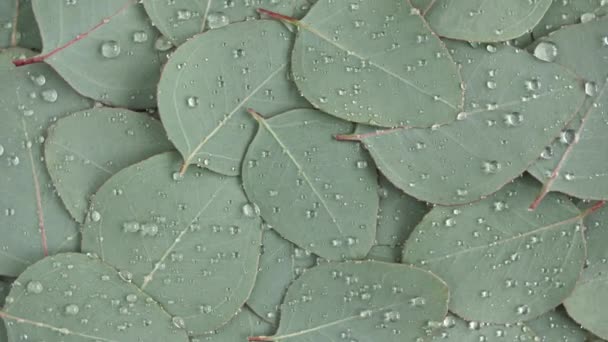Beweging van de textuur gemaakt van groene eucalyptus bladeren met regendruppel, dauw, rotatie. Natuurlijke medische plant. Biologische cosmetica, alternatieve geneeskunde. Bovenaanzicht. 4K UHD-video — Stockvideo