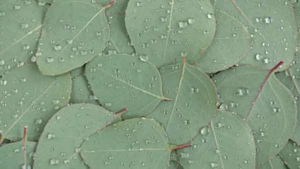 Beweging van de textuur gemaakt van groene eucalyptus bladeren met regendruppel, dauw, rotatie. Natuurlijke medische plant. Biologische cosmetica, alternatieve geneeskunde. Bovenaanzicht. 4K UHD-video — Stockvideo