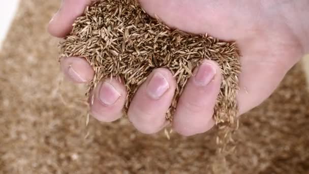 Checking the quality of grass seeds. Taking care of plant seeds. Lawn grass seeds. — Stock Video