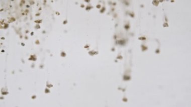 Clay Powder 'dan yapılmış Macro Partikül Çekimi, Beyaz Arkaplan' da Sudaki Kozmetik Doku. Ağır çekim. Kahverengi çikolatalı protein tozu. Doğal Kozmetik Üretimi.