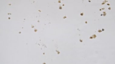 Clay Powder 'dan yapılmış Macro Partikül Çekimi, Beyaz Arkaplan' da Sudaki Kozmetik Doku. Ağır çekim. Kahverengi çikolatalı protein tozu. Doğal Kozmetik Üretimi.