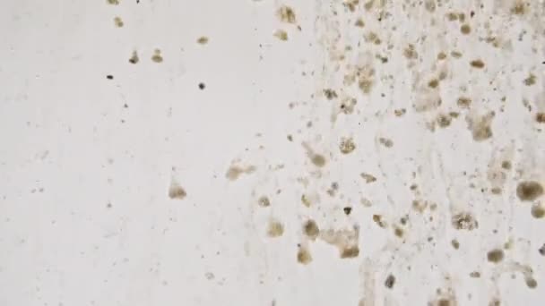 Makro skott av partiklar tillverkade av lera pulver, Cosmetic Texture i vatten ner på vit bakgrund. Slow Motion. Brunt chokladproteinpulver. Produktion av naturliga kosmetika. — Stockvideo