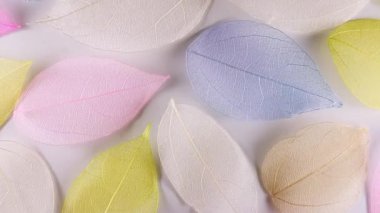 Şeffaf İskelet Yaprakları 'nın Makro Çekimi ve Güzel Doku. Yakın plan yaprak dokusu arkaplanı. Yavaş Hareket.