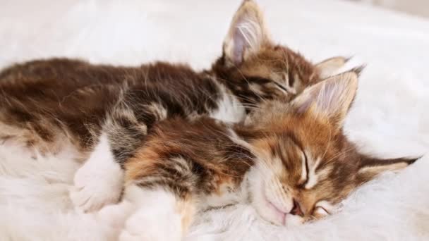 4k Grey Striped Kittens Se despierta y se estira. Gatitos durmiendo en una manta blanca de piel. Concepto de Adorables Mascotas Gato. — Vídeos de Stock