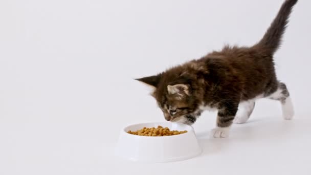 Graugestreifte Kätzchen fressen frisches Trockenfutter für kleine Kätzchen. Maine Coon Cat frisst Futter aus der Schüssel. Werbung Kitty Food auf weißem isolierten Hintergrund. — Stockvideo