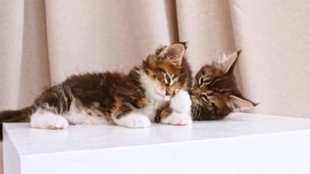 Striped Grey Kittens leży na Podium i iPlaying. Wystawa kotów. Słodkie Śmieszne Zwierzęta domowe. Domowe zwierzę. 4k — Wideo stockowe