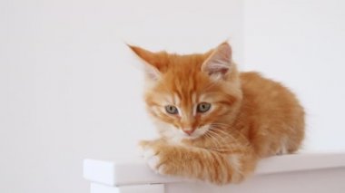 Ginger Kitten izole edilmiş beyaz arka planda oturuyor. Kedi sinsice izliyor. Kedi Uykusu Şirin, komik ev hayvanları. Evcil hayvan. 4k 