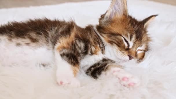 Il gattino a strisce grigie 4k si sveglia e si allunga. Kitty che dorme su una coperta bianca di pelliccia. Concetto di adorabile gatto animali domestici. — Video Stock