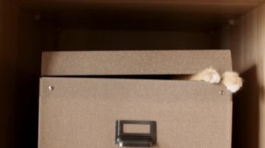 Karton kutuda şirin Ginger Kitten. Tuhaf Çizgili Kırmızı Kedi Kutuda Saklanıyor.