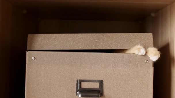 Cute Ginger Kitten in a Cardboard Box. Curious Funny Striped Red Cat Hiding in Box. — Stock Video