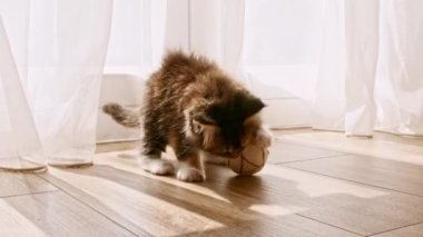 Çizgili Gri Kedicik gün ışığında topla oynuyor. Kedi gün ışığında oyuncaklarla yerde oynuyor. Şirin, komik ev hayvanları. 4k