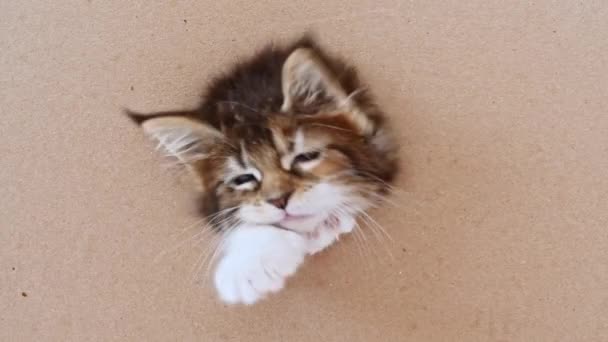 4K çizgili gri kedi yavrusu karton bir kutunun içindeki delikten çıkıyor. Kutuda Saklanan Kedi. — Stok video