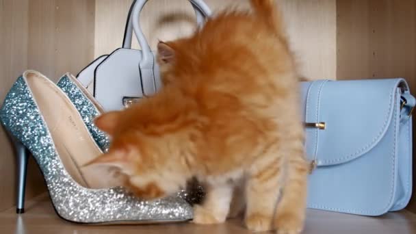 4k Striped domestic Ginger Kittens Play in a Female Cloakroom. Concept of Adorable Cat Pets. — Stock Video