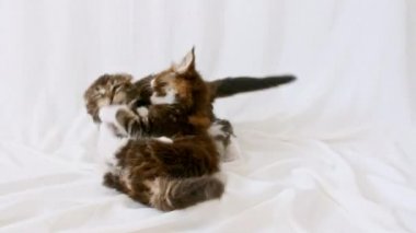 Şirin Gri Kedi Yavruları Oynuyor, Dövüşüyor. Sevimli Kedi Evcil Hayvanı.