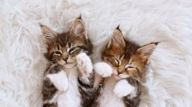 4k Gri Çizgili Kedi Yavruları Uyanıyor. Kürklü beyaz battaniyede uyuyan kedi yavruları. Sevimli Kedi Evcil Hayvanı.