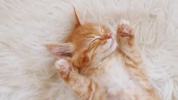 Leuke Ginger Kitten Slapen op een bont Witte Dekentje. Baby kat slaapt. Concept van gelukkig aanbiddelijke kat huisdieren. — Stockvideo