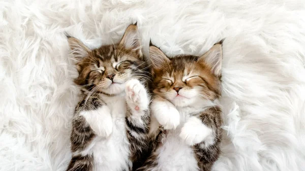 Grey Striped Kittens Wakes. Gattini che dormono su una coperta bianca di pelliccia. Concetto di adorabile gatto animali domestici. Foto Stock