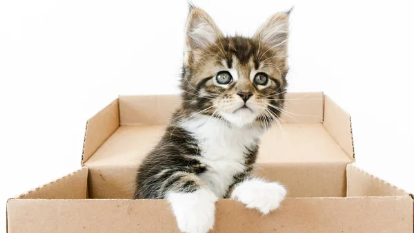 Carino gattino grigio in una scatola di cartone isolato su uno sfondo bianco. curioso divertente strisce gatto nascosto in scatola. Immagine Stock