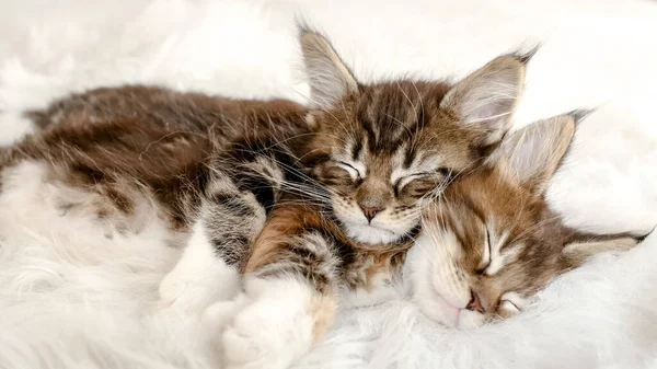 Grey Striped Kittens Wakes. Gattini che dormono su una coperta bianca di pelliccia. Concetto di adorabile gatto animali domestici. Fotografia Stock