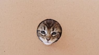 4K çizgili gri kedi yavrusu karton bir kutunun içindeki delikten çıkıyor. Kutuda Saklanan Kedi.