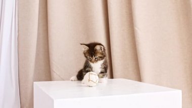 Çizgili Gri Kedicik, topla oynuyor. Kedi Şovu Şirin, komik ev hayvanları. Evcil hayvan. 4k