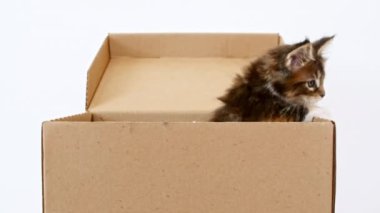 Beyaz bir arka planda izole edilmiş karton kutuda duran şirin gri kedi yavrusu. Tuhaf Çizgili Kedi Kutuda Saklanıyor.