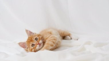 Ginger Kitten izole edilmiş beyaz arka planda oynuyor. Sevimli küçük kırmızı kedi gözlemliyor. Şirin, komik ev hayvanları. Evcil hayvan. 4k 