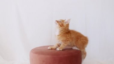 4k Ginger Cat beyaz arka planda fare avlıyor. Komik kırmızı kedi yavrusu pembe bir puf üzerinde oyuncağı yakalamaya çalışıyor. Kedi zıplayarak komik poz veriyor. Yavaş çekim.