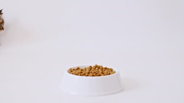 Gatito de rayas grises comiendo comida fresca para gatos secos para gatitos pequeños. Maine Coon Cat comiendo comida de un tazón. Publicidad gatito alimentos en blanco aislado fondo. — Vídeo de stock