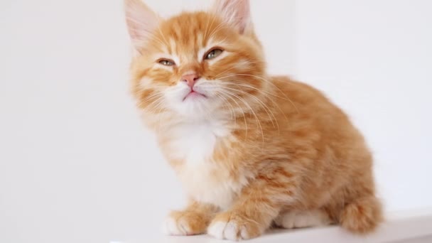 Ginger Kitten zit op een geïsoleerde witte achtergrond. Kat die stiekem kijkt. Kattenslaap. Leuke grappige huisdieren. Huisdier. 4k — Stockvideo