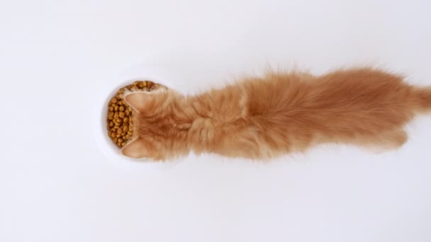 4k Симпатичный рыжий котенок ест свежий сухой кошачий корм для маленьких котят. Рыжая кошка ест из тарелки с едой. Реклама кошачьей еды. Slow Motion — стоковое видео