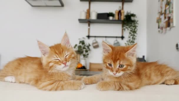 Ginger Kittens se encuentra en un sofá blanco sobre el fondo de la cocina. Cute Little Red Cats observa, observa, duerme. Lindas mascotas caseras divertidas. Animal doméstico. 4k — Vídeo de stock