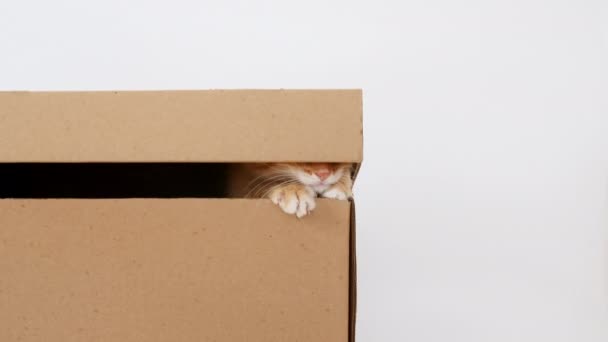 Lindo Ginger Kitten en una caja de cartón. Curioso divertido rayas rojo gato escondido en caja. — Vídeo de stock