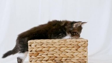 Çizgili Gri Kedi yavrusu küçük bir topla sarılıyor. Şirin Ginger Kitten basket topuyla oynuyor. Şirin, komik ev hayvanları. 4k
