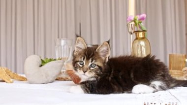 Çizgili Gri Kedi Mutfak masasında yatıyor. Şirin küçük Gri Kedi gözlemliyor. Şirin, komik ev hayvanları. Evcil hayvan. 4k