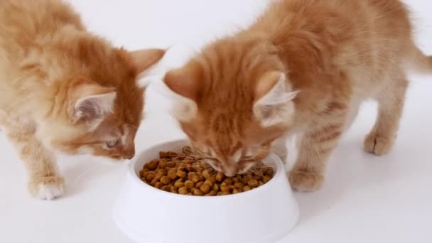 Dwa kocięta imbirowe jedzące świeże, suche kocie jedzenie dla małych kociąt. Czerwone koty jedzą z talerza jedzenia. Reklama żywności dla kotów. — Wideo stockowe