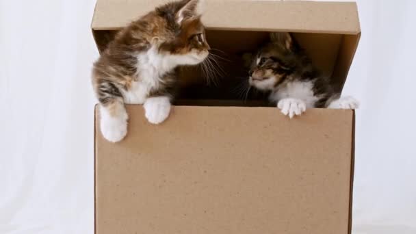 Gatinhos cinzentos bonitos em uma caixa de papelão isolada em um fundo branco. Gatos listrados engraçados curiosos escondidos na caixa. — Vídeo de Stock