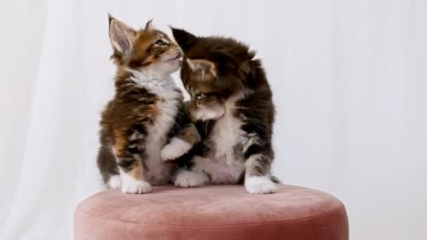 Niedliche graue Kätzchen sitzen auf einem rosafarbenen Hocker auf weißem Hintergrund. Katzenshow. Konzept der liebenswerten Katzenhaustiere. — Stockvideo