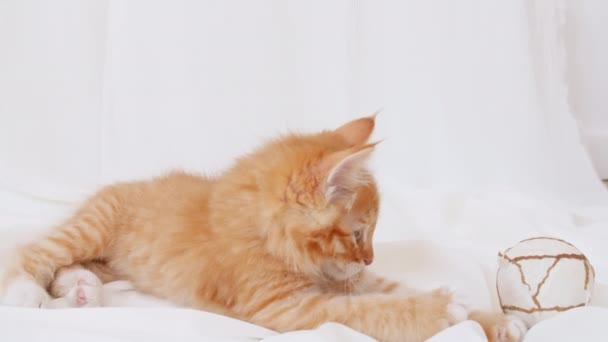 Ginger Kitten grać na izolowanym białym tle. Słodki mały czerwony kot obserwuje. Słodkie śmieszne domowe zwierzaki. Domowe zwierzę. 4k — Wideo stockowe