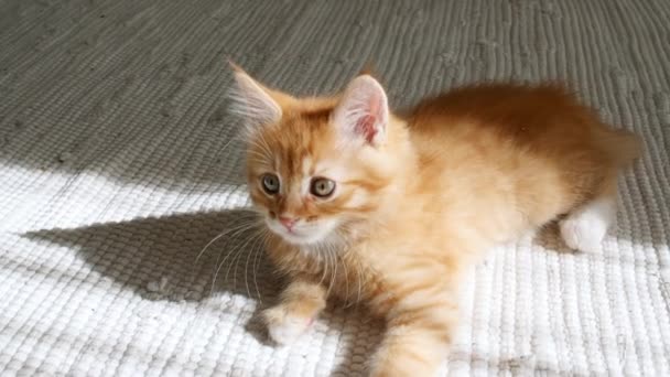 Ginger Kitten está disfrutando de las luces del sol y las sombras. Dormir durante el día. Concepto de adorables mascotas lindas del hogar. — Vídeos de Stock
