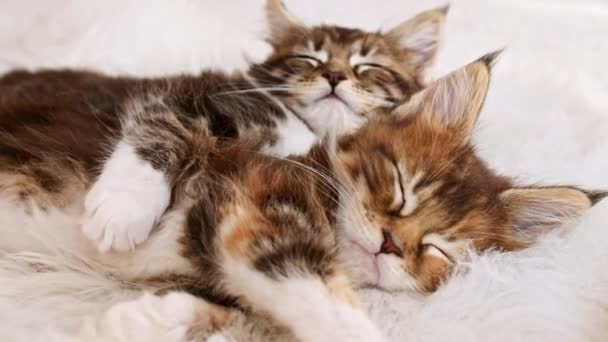 4k Grey Striped Kittens Se despierta y se estira. Gatitos durmiendo en una manta blanca de piel. Concepto de Adorables Mascotas Gato. — Vídeos de Stock