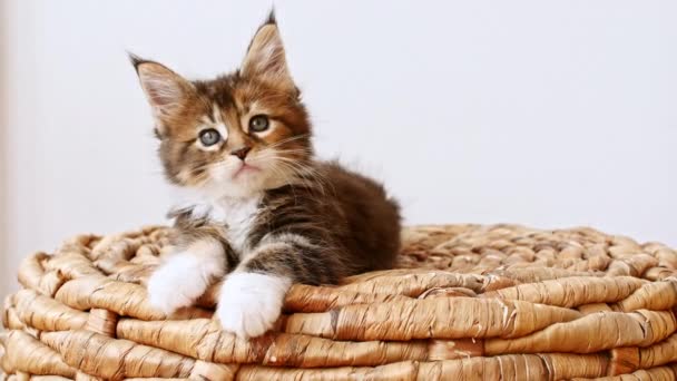 Gattino grigio a strisce 4k che guarda seduto su un cestino su uno sfondo bianco. Cat Show. Concetto di adorabile gatto animali domestici. — Video Stock