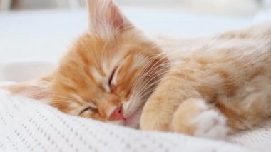 4K çizgili Ginger Kediciği Ellerinde Yalan Söylüyor. Sahibinin Ellerinde Uyuyan Kedi. Kedi Uykusu Kız Okuyan Kedi.