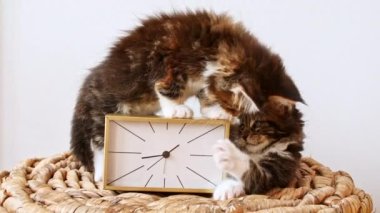 Çizgili Gri Kediler Sepete Oturur ve Beyaz Arkaplanda Saatle Oynar. Kedi Şovu Sevimli Kedi Evcil Hayvanı.